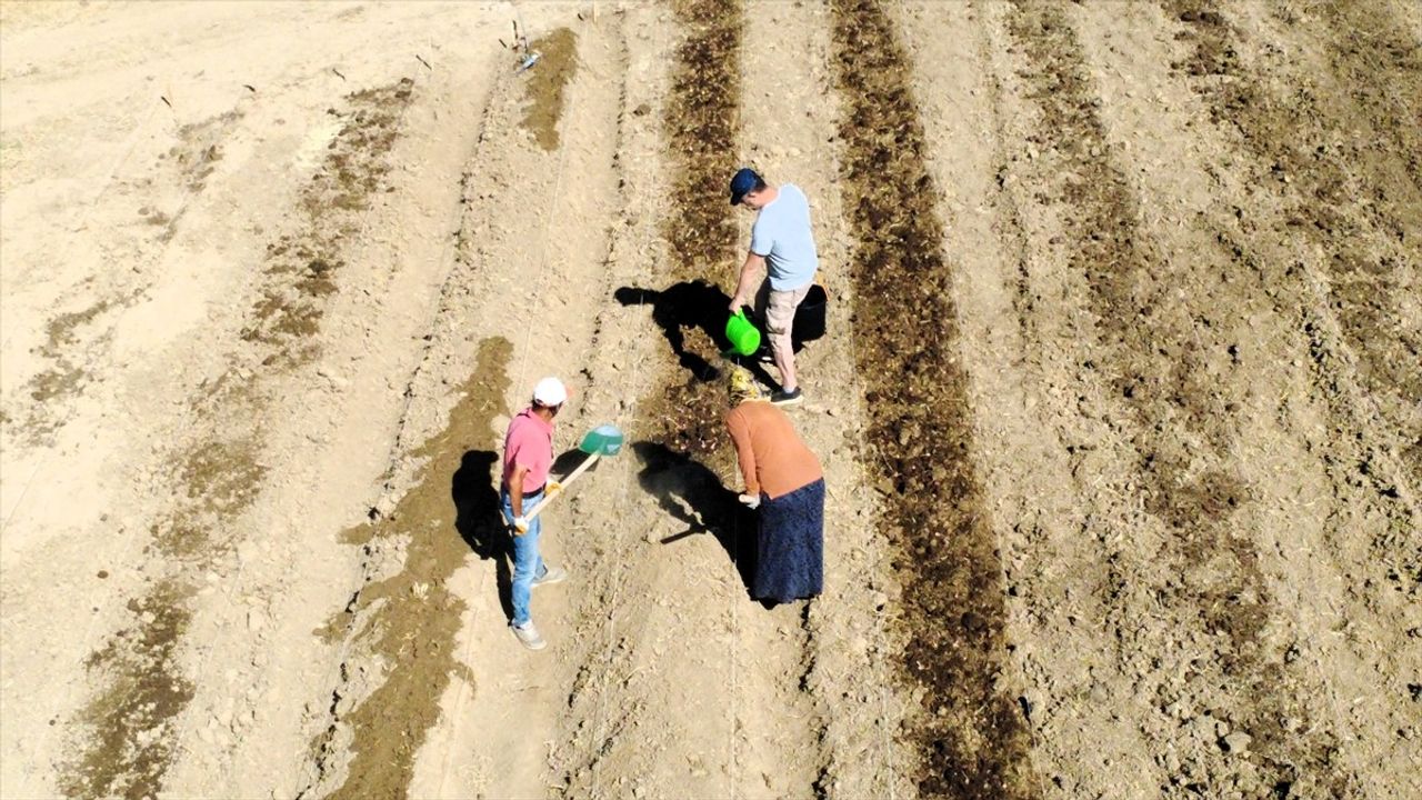 Safranbolu'da AB tescilli safranın ekimi Gayza'da başladı