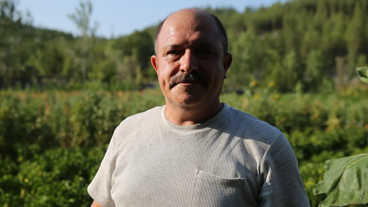 Safranbolu'da Coğrafi İşaretli Maniye Domatesinde Hasat Süreci Başladı