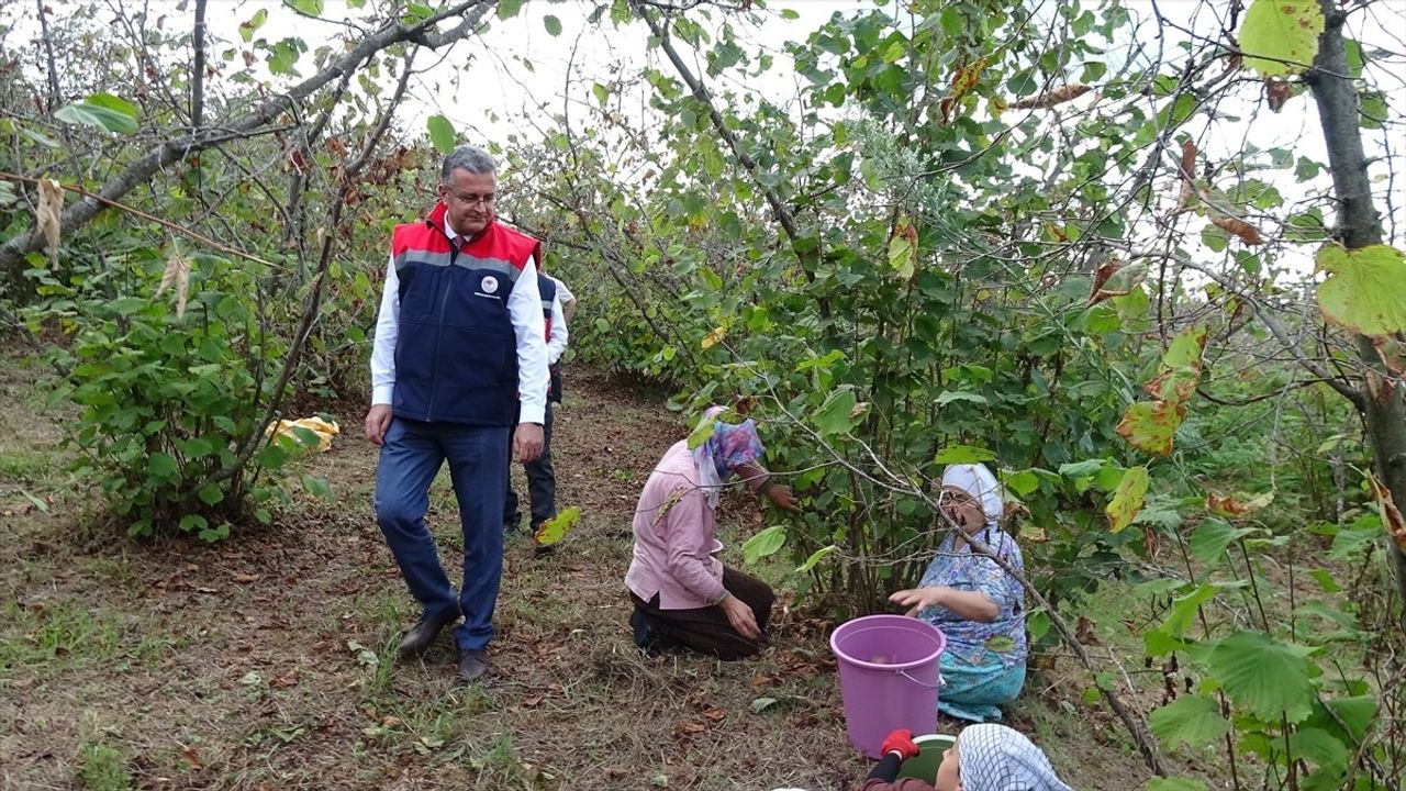 Samsun'da 2025 fındık rekoltesi 91 bin 500 ton olarak bekleniyor