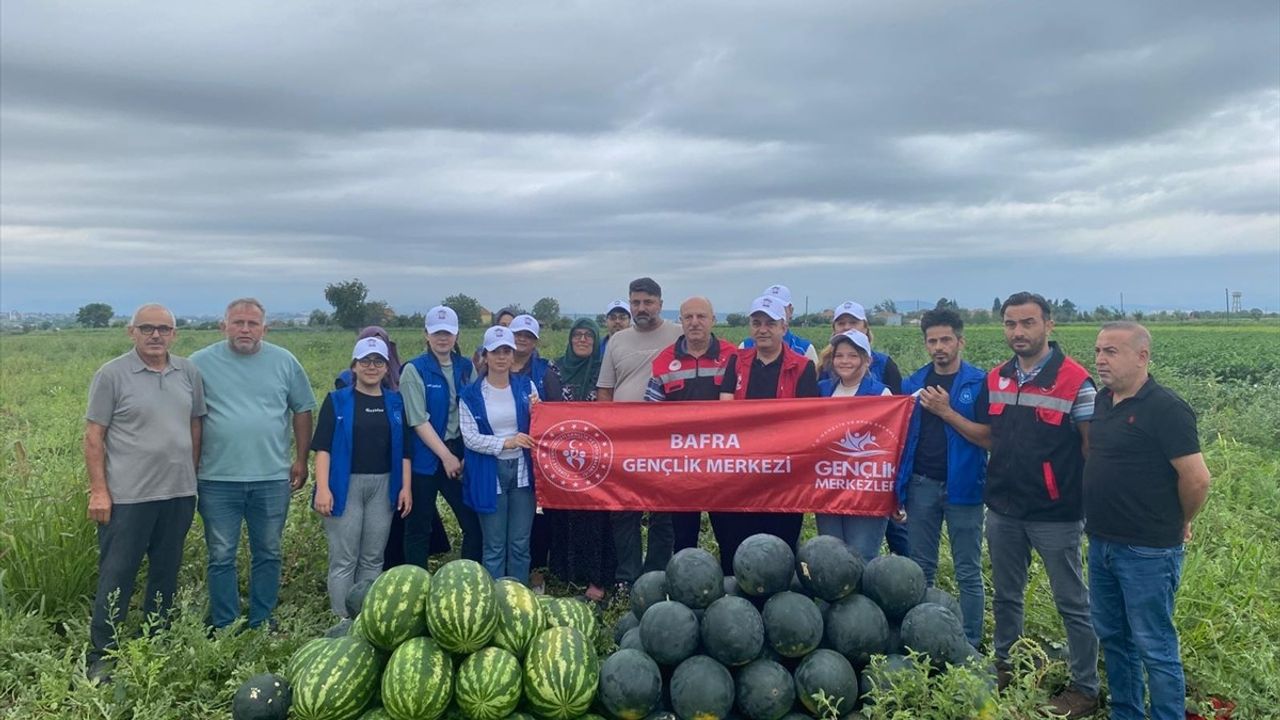 Samsun'da Gönüllü Gençler Karpuz Hasadı Yaptı