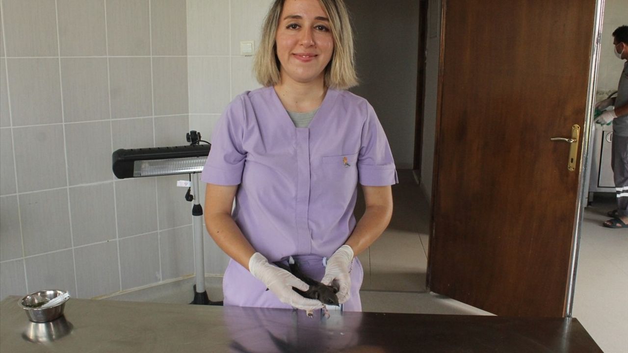 Samsun'da Yaralı Bozkır Şahini Kızılırmak Deltası'ndaki Klinikte Tedavi Altına Alındı