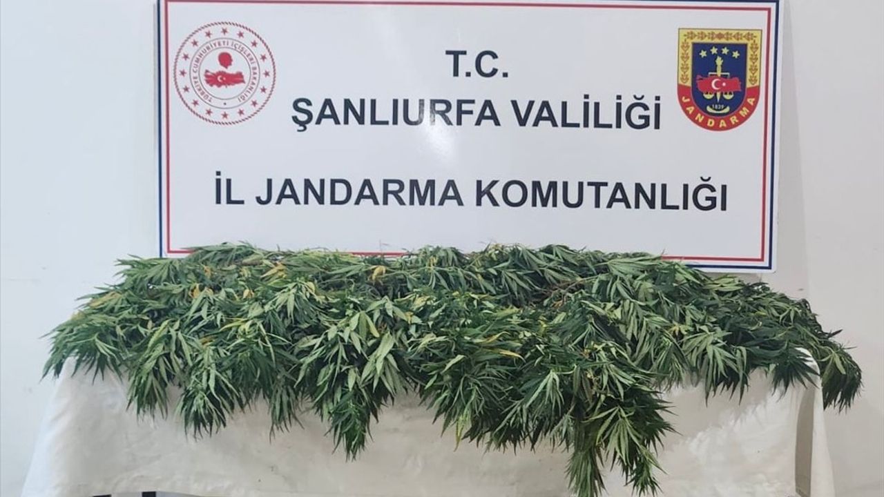 Şanlıurfa'da jandarma operasyonunda 2 bin 652 uyuşturucu hap ve 41 kök Hint keneviri ele geçirildi