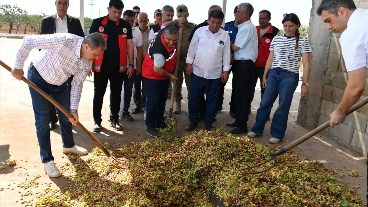 Şanlıurfa Valisi Hasan Şıldak, Antep Fıstığı Hasadına Katıldı