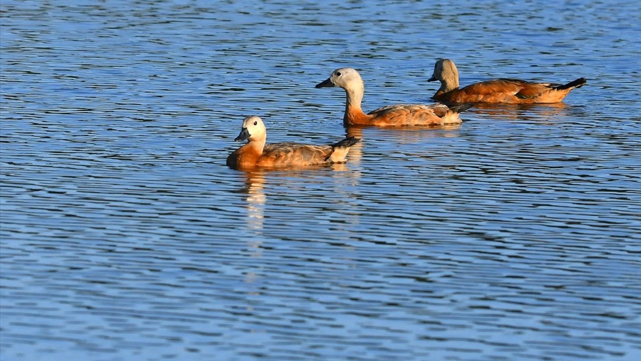 Sarıkamış'ta yaban hayatı: Angutlar ve kızıl sincapların doğal yaşamı görüntülendi