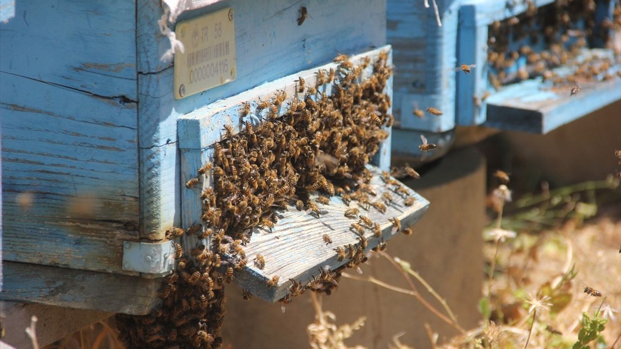 Sıcak Hava Erken Hasadı Tetikledi: Zara Balı Üreticilerinin Yüzü Gülüyor