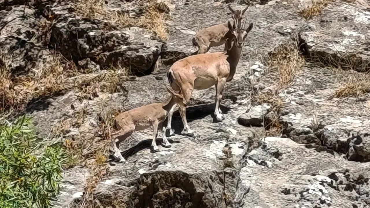Siirt'te Dağ Keçileri Doğada Görüntülendi
