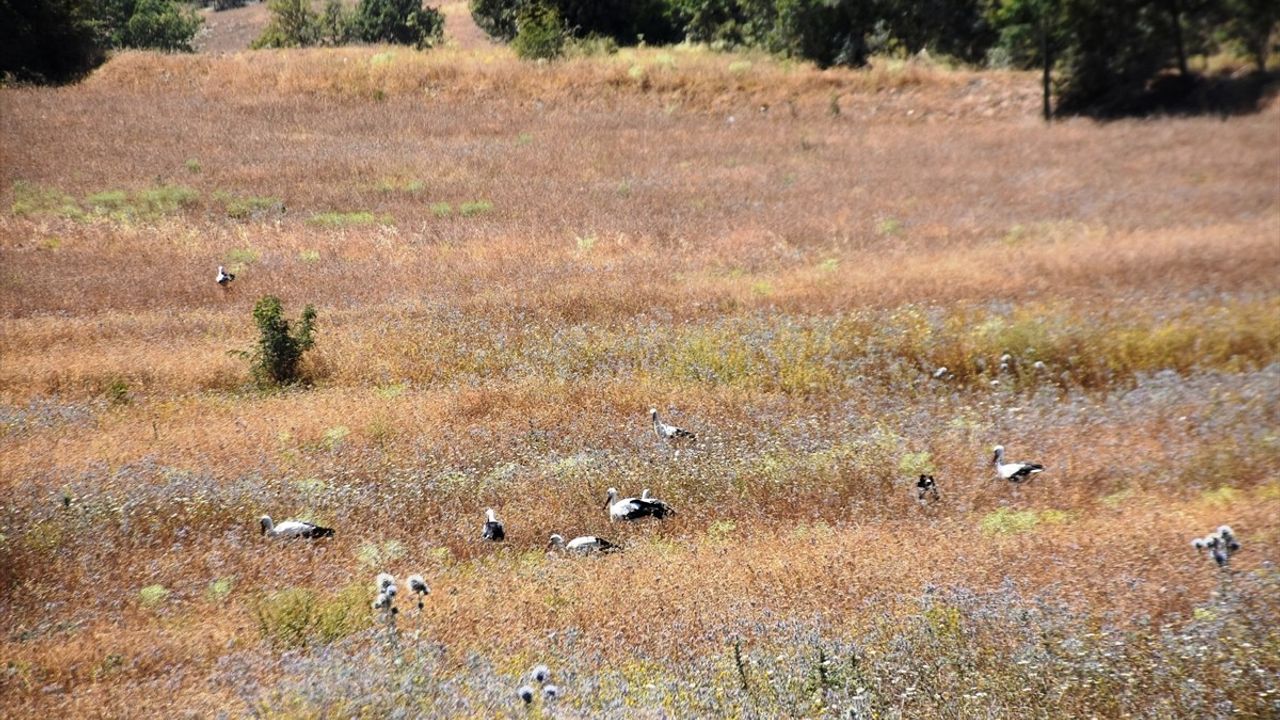 Sinop Cuma Ovası'nda Leylek Göçü Gecikti: 29 Leylek Ağustos Ortasında Hâlâ Bölgedeydi