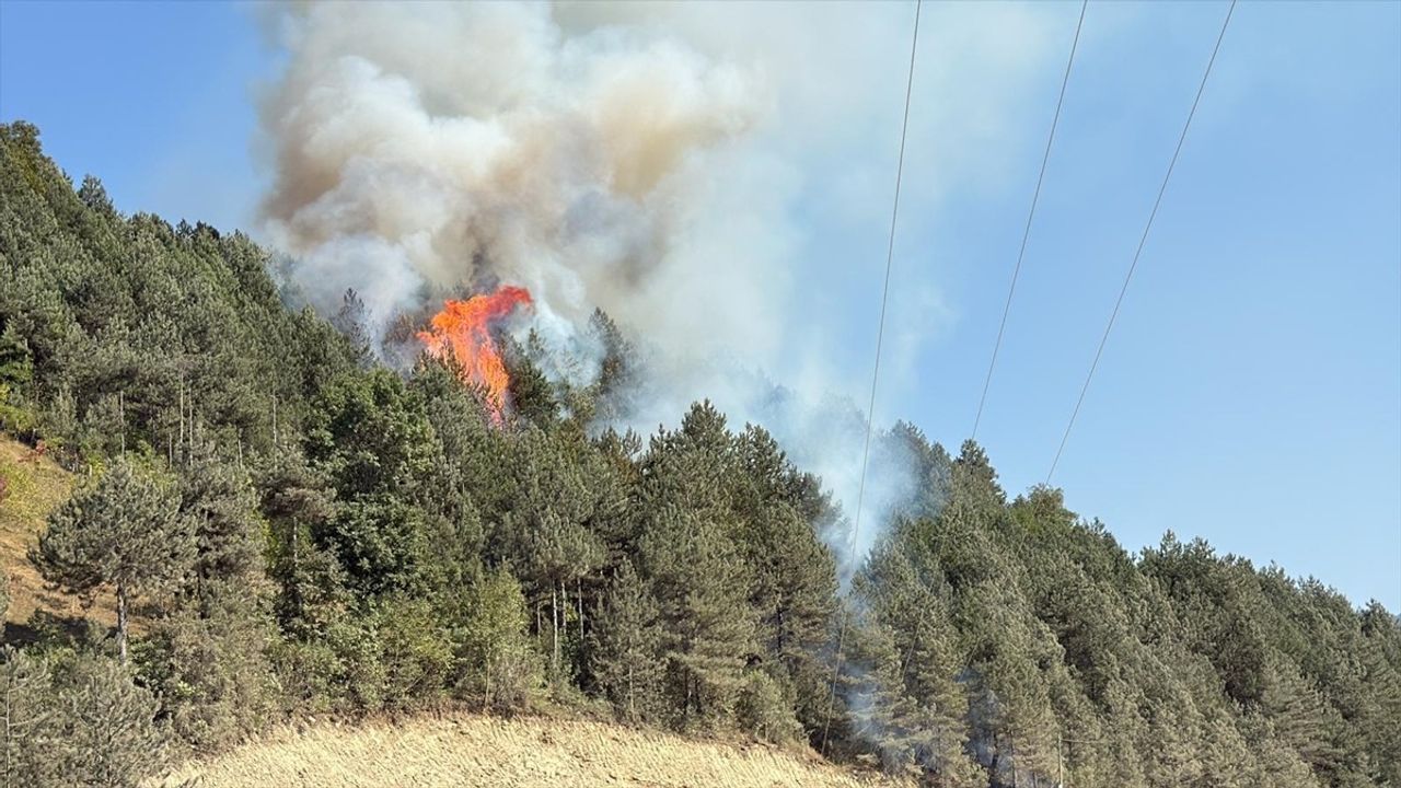 Sinop Türkeli'de orman yangını kontrol altına alındı