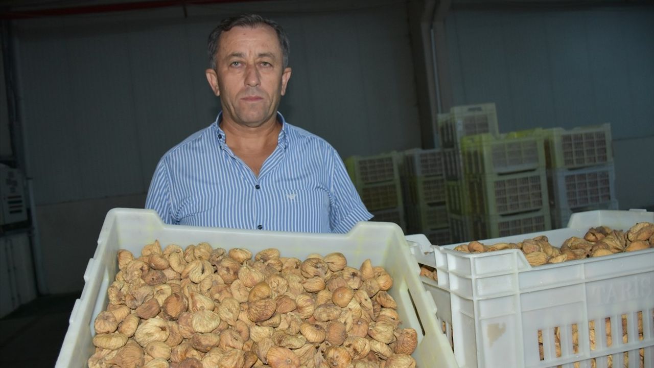 Tariş 2025-2026 kuru incir alım fiyatlarını açıkladı: A1 300 TL, yemeklik 550 TL