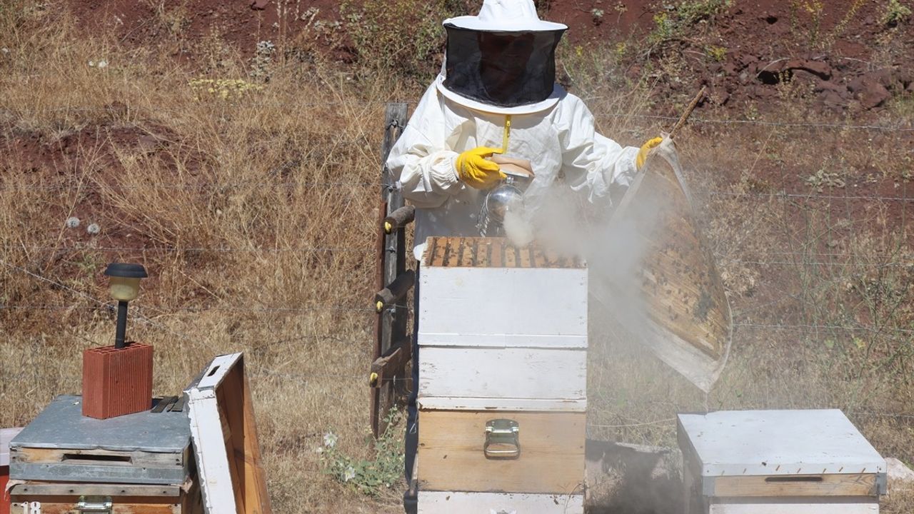 Tescilli "Erzincan geven balı"nın hasadı gerçekleştirildi