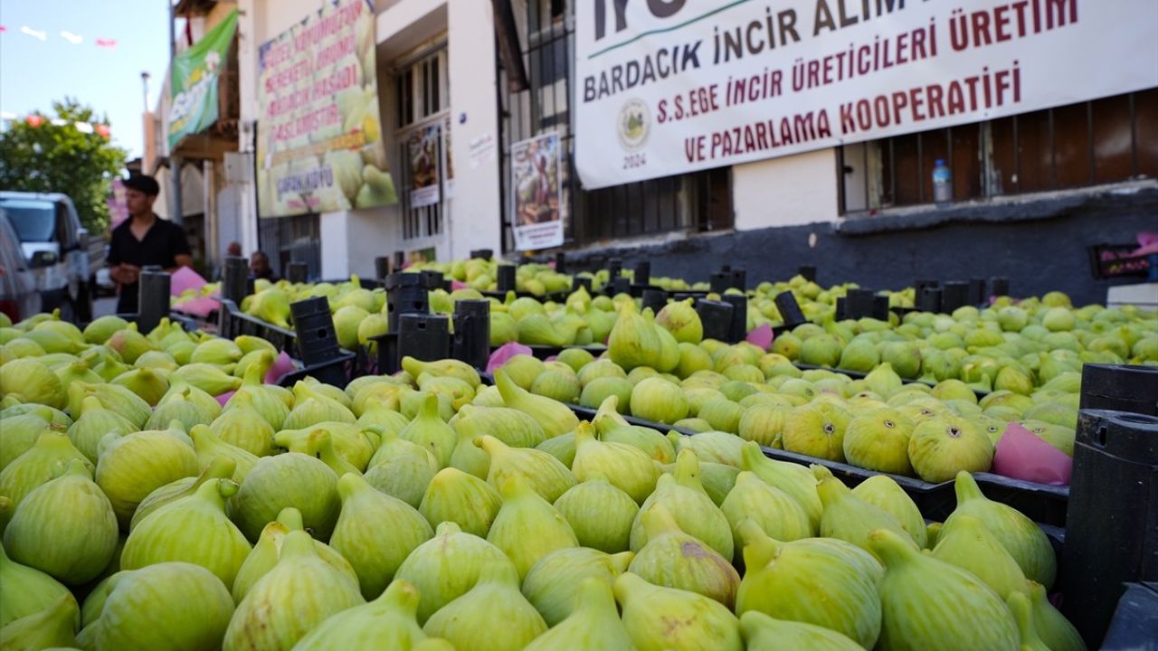 Torbalı'da kooperatifleşme Bardakçık incirinin pazar sorununu çözdü