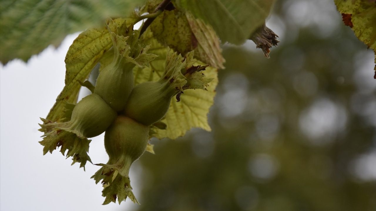 Trabzon'da kahverengi kokarca mücadelesi: 65 bin hektarda biyolojik ve fiziksel önlemler yoğunlaştırıldı