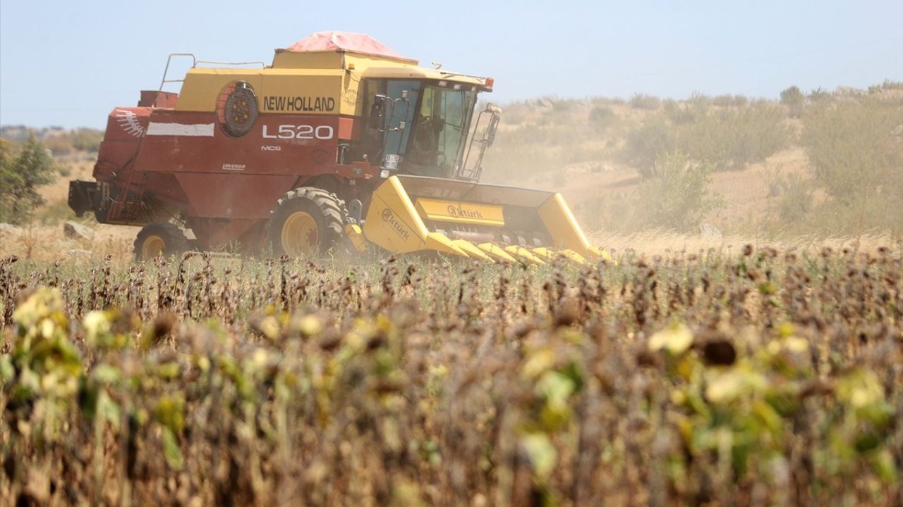 Trakya'da ayçiçeği hasadı 1–1,5 ay erken başladı, verim ve kalite endişesi artıyor