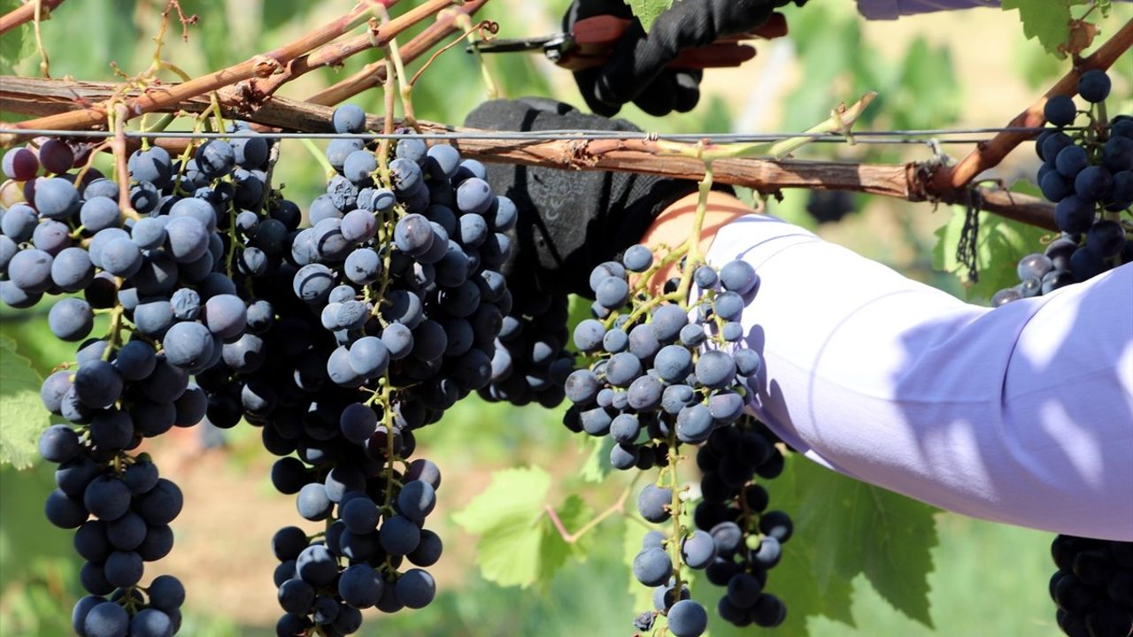 Trakya İlkeren Üzümünde Hasat Başladı