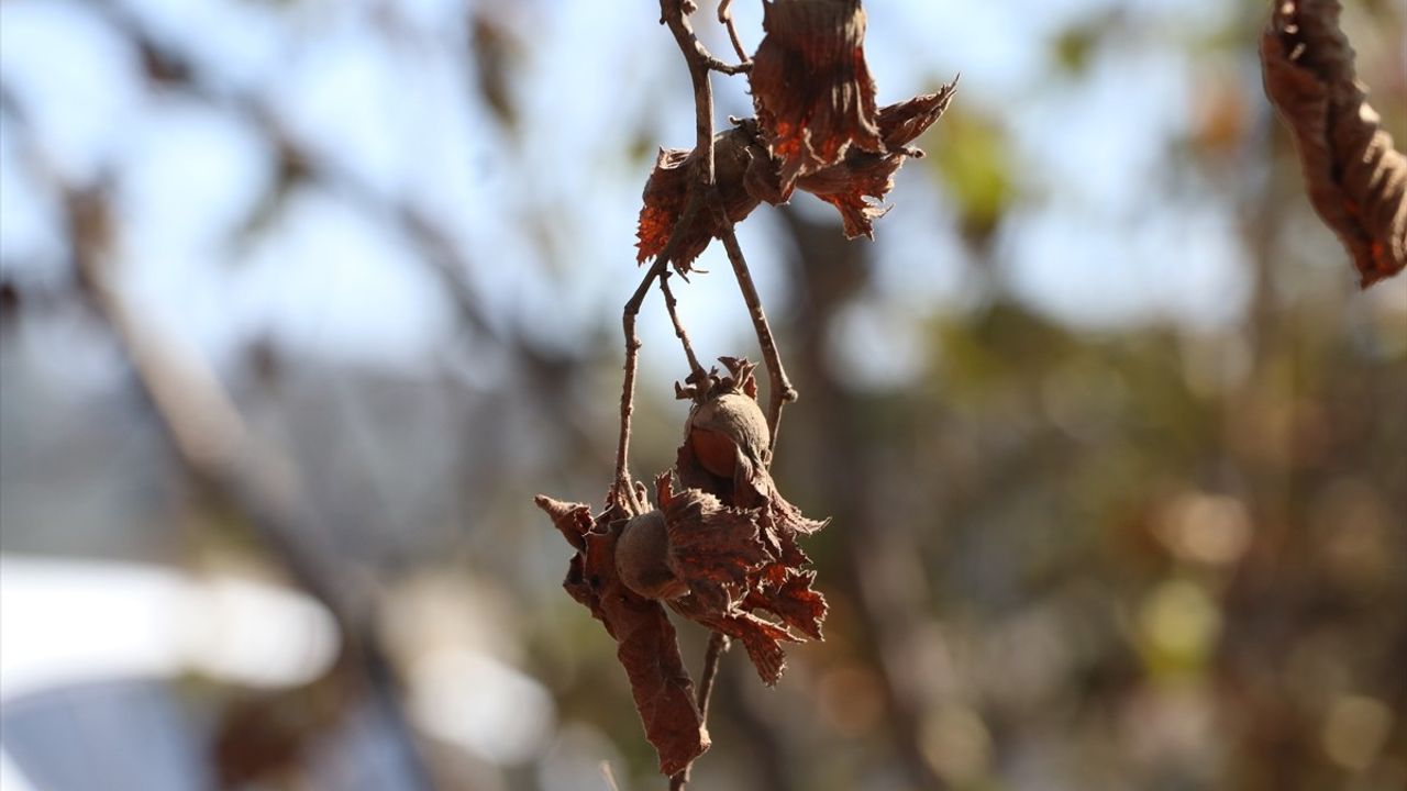 TZOB Başkanı Bayraktar: Kuraklık Fındıkta Verimi Düşürdü, Sulama Sistemleri Acilen Yenilenmeli