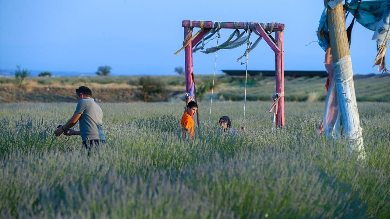 Uşak'ta Devlet Destekli Mor Bahçeler Ekonomiye Katkı Sağlıyor