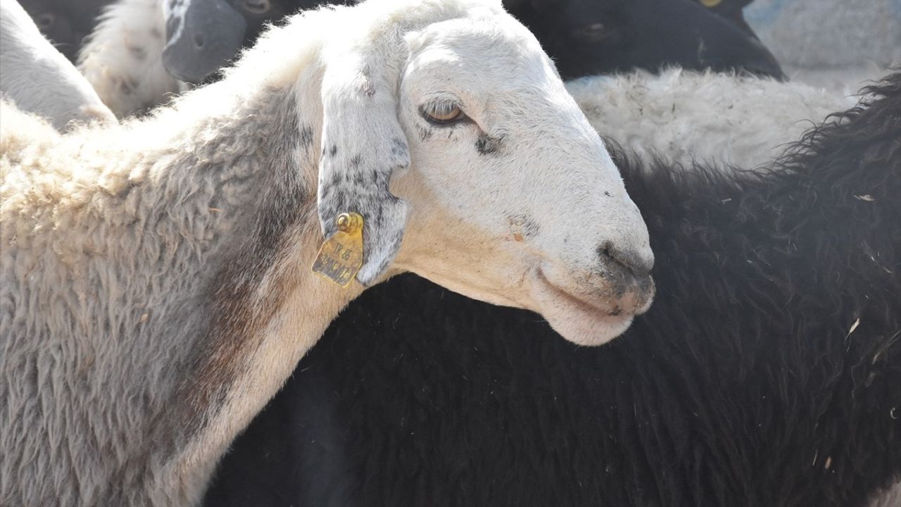 Van'da hayvan pazarı yeniden açıldı — şap aşılaması yüzde 97'e ulaştı