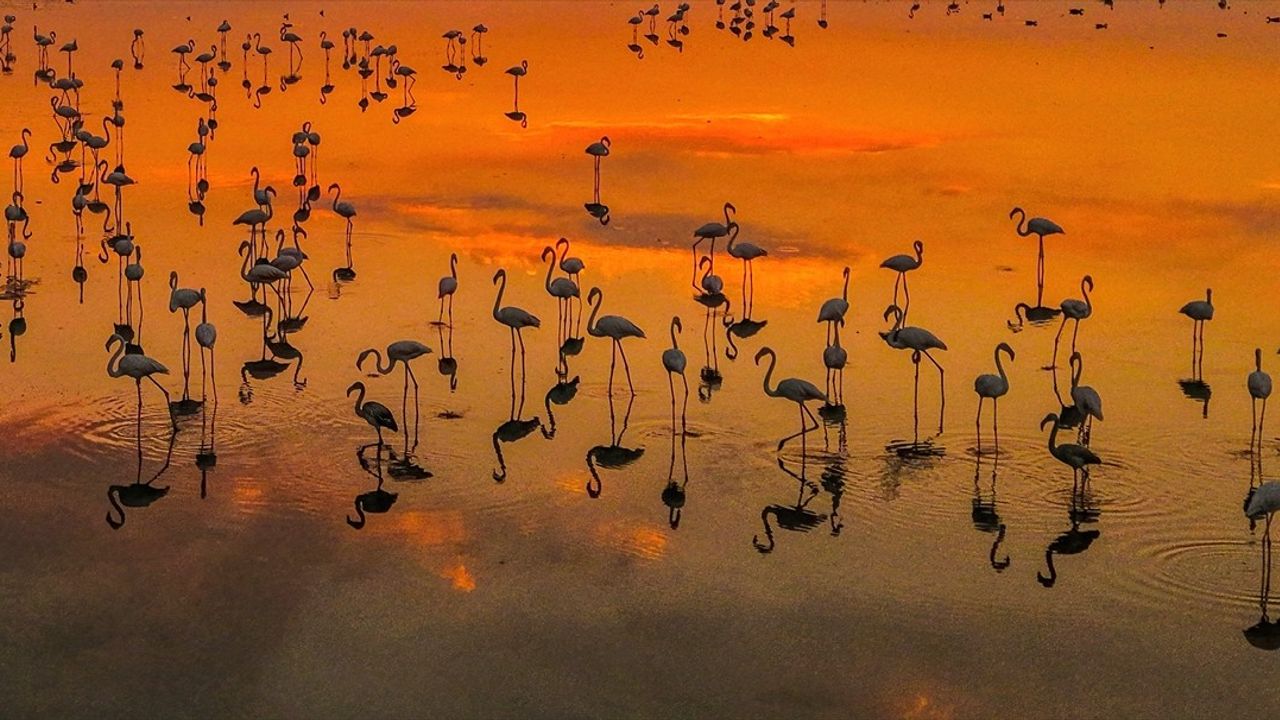 Van Gölü Havzası'nda Flamingoların Büyüleyici Gün Batımı