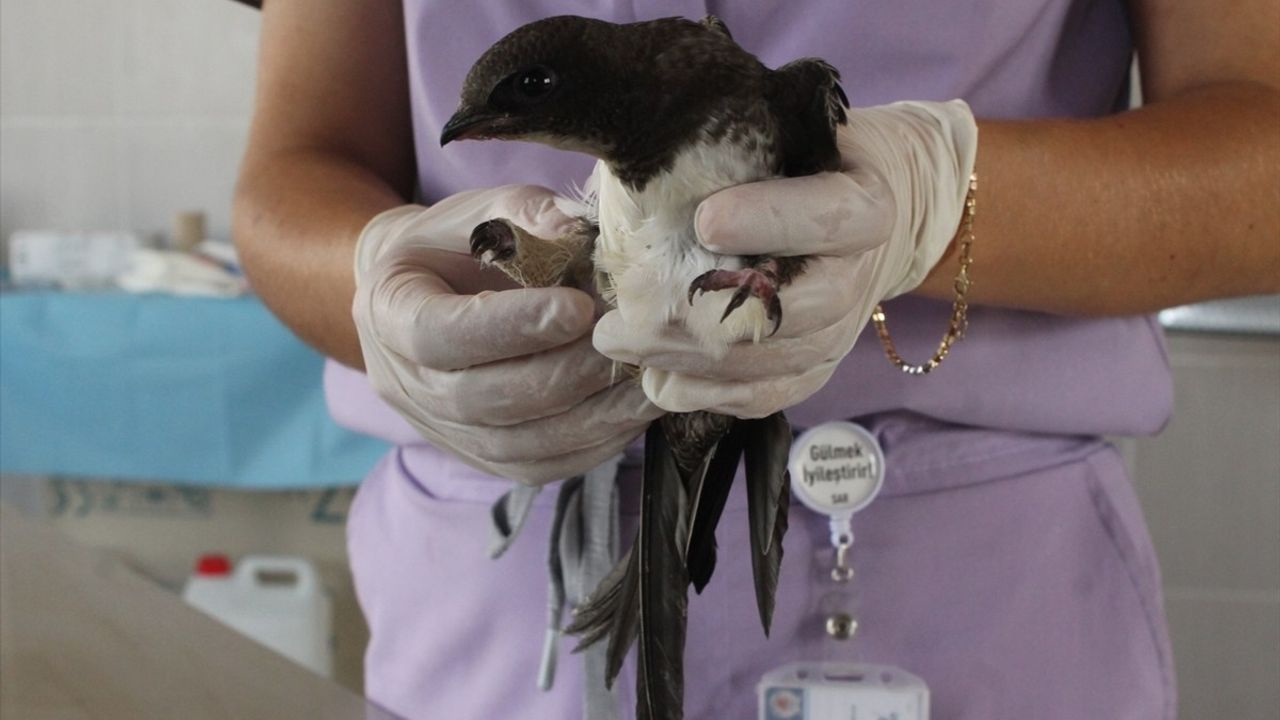 Yaralı Ak Karınlı Ebabil Kızılırmak Deltası'nda Tedavi Altına Alındı