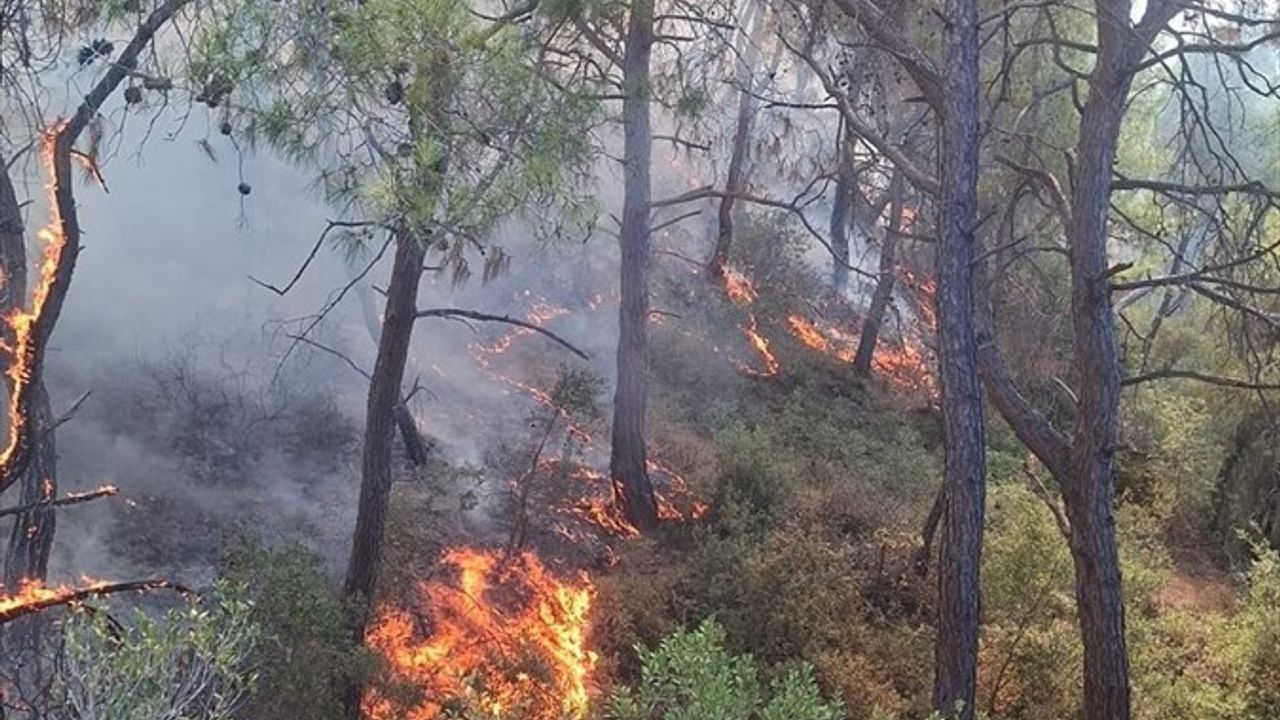 Adana Sarıçam'da Turunçlu Mahallesi'ndeki orman yangını kontrol altına alındı