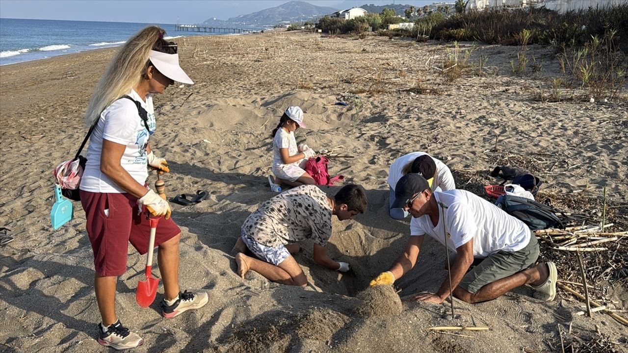 Alanya'da caretta caretta yavrularının denizle buluşma yolculuğu sürüyor