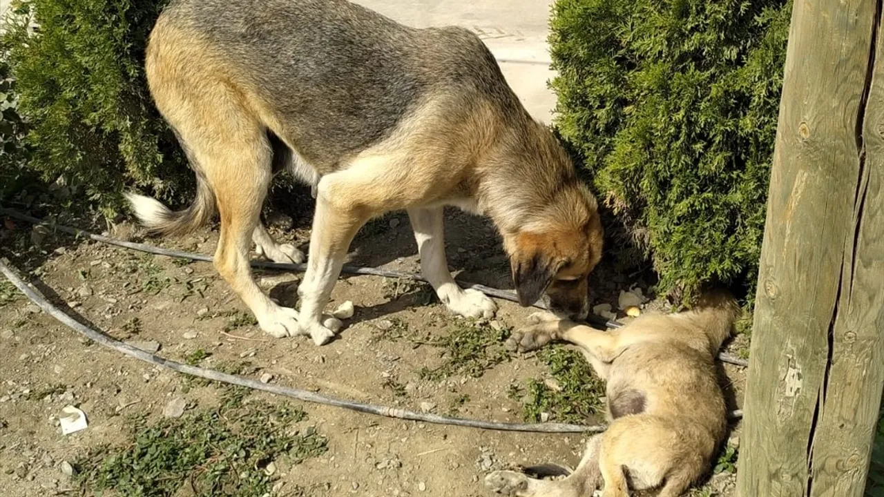 Amasya'da Sahipsiz Anne Köpek Yaralanan Yavrusunun Başından Ayrılmadı