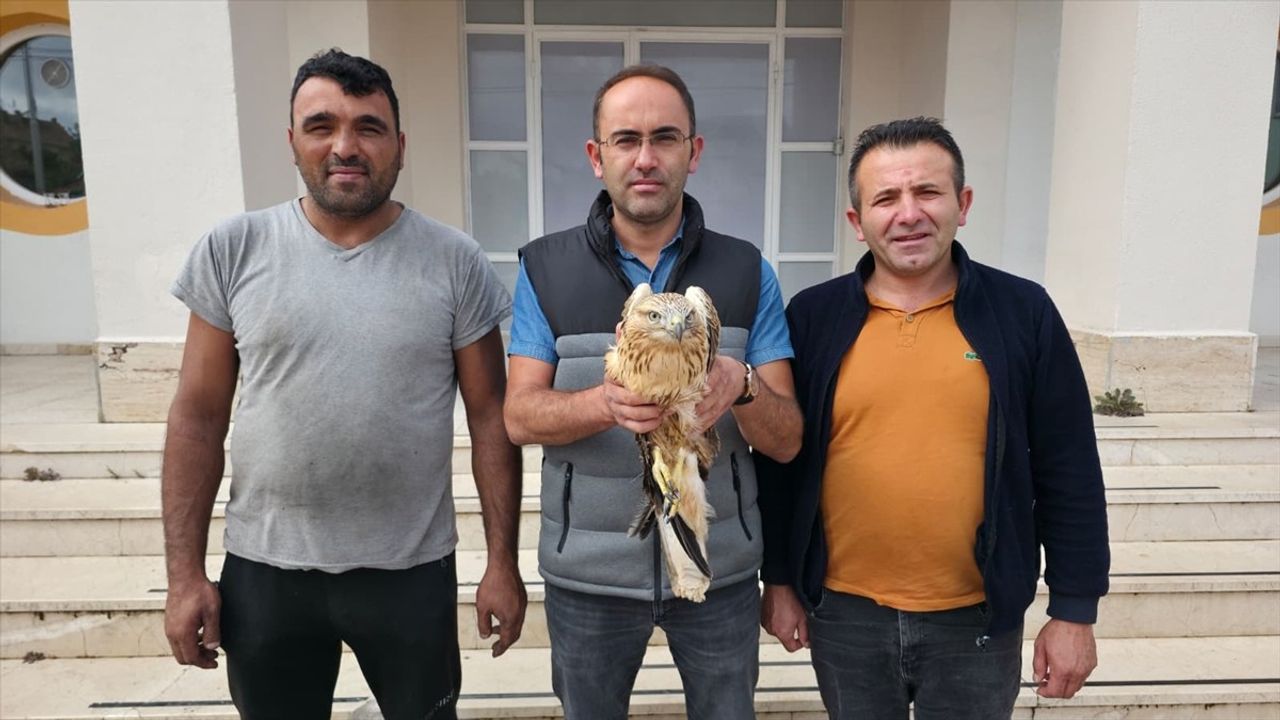 Amasya'da Yaralı Şahin Koruma Altına Alındı; Tedavisinin Ardından Doğaya Bırakılacak