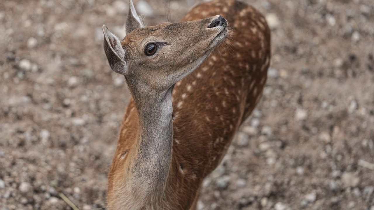 Ankara'da 'Atatürk Çocukları Doğal Yaşam Parkı ve Hayvanat Bahçesi' ziyarete açıldı