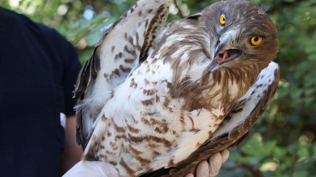 Antalya'da tedavi edilen nesli tehlike altındaki yılan kartalı doğaya salınacak