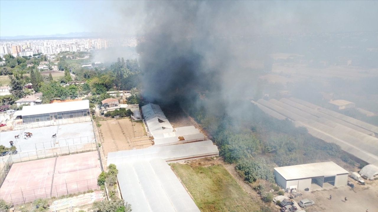 Antalya Muratpaşa'da sazlık yangını: seralar ve konutlarda hasar
