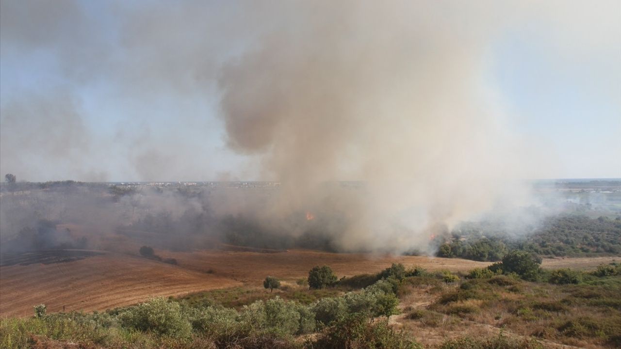 Antalya Serik'te anız yangını zeytin bahçelerine sıçradı, ekiplerin müdahalesiyle kontrol altına alındı
