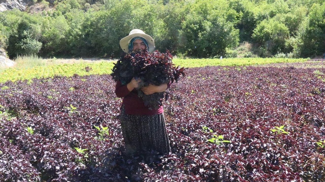 Arapgir'de coğrafi işaretli mor reyhan ve köhnü üzümde hasat: üretim, verim ve pazar
