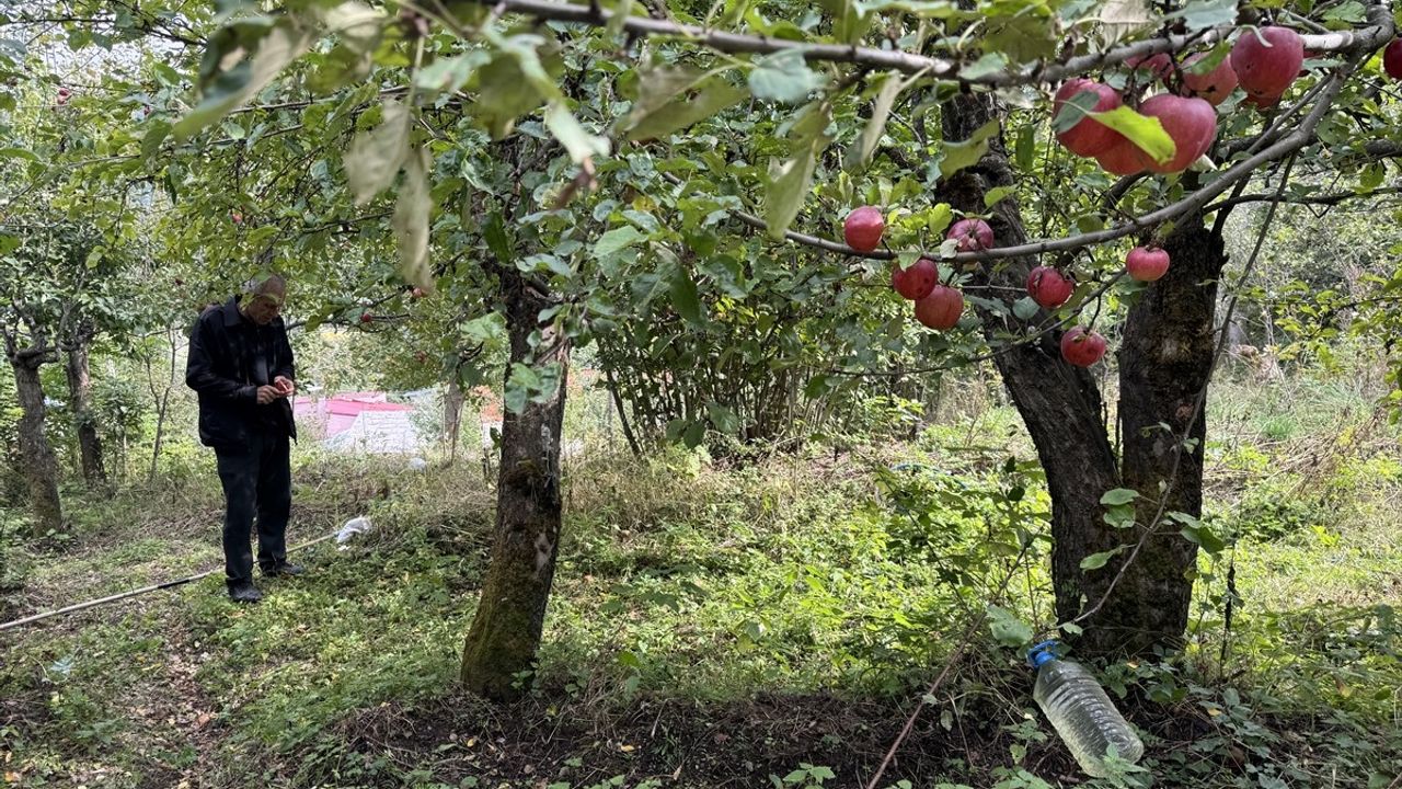 Ardahan'da coğrafi işaretli 'Posof-Badele Elması' hasadı başladı
