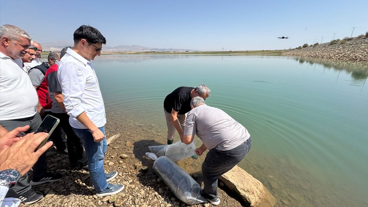 Atatürk Baraj Göleti'ne 1 milyon 75 bin balık yavrusu salındı