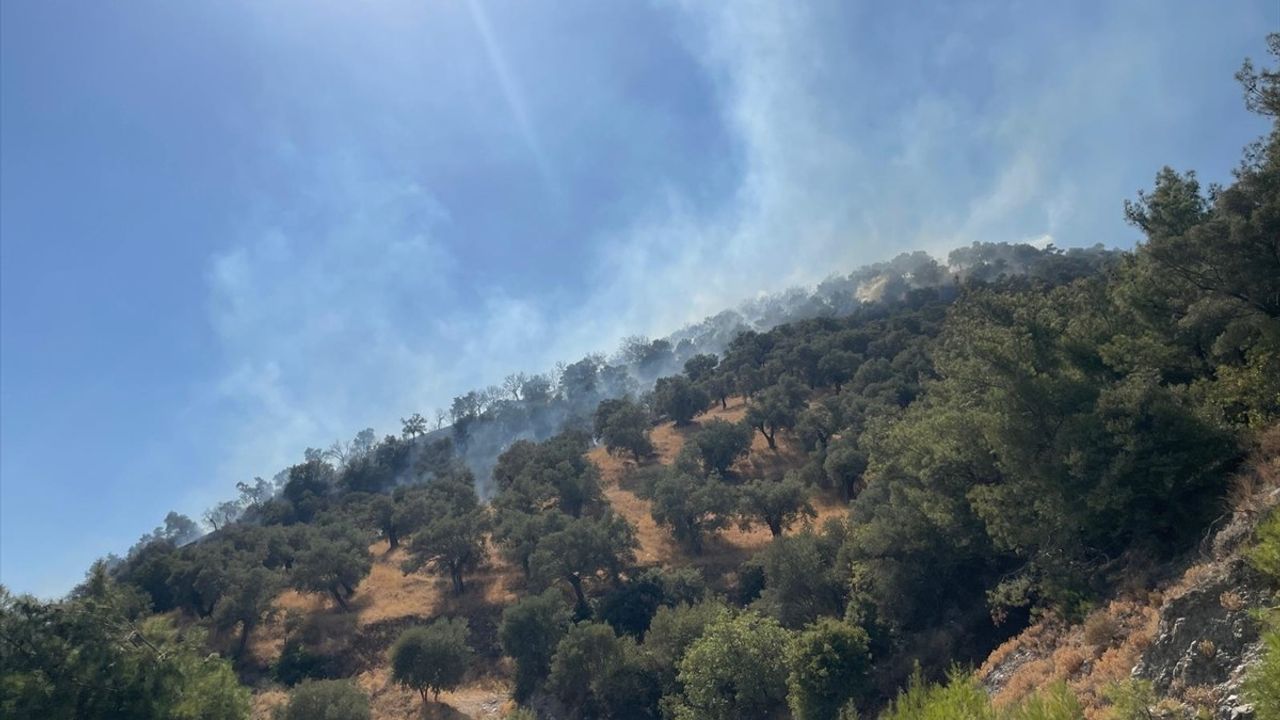 Aydın Efeler'de zeytinlik yangını: Havadan ve karadan müdahale sürüyor