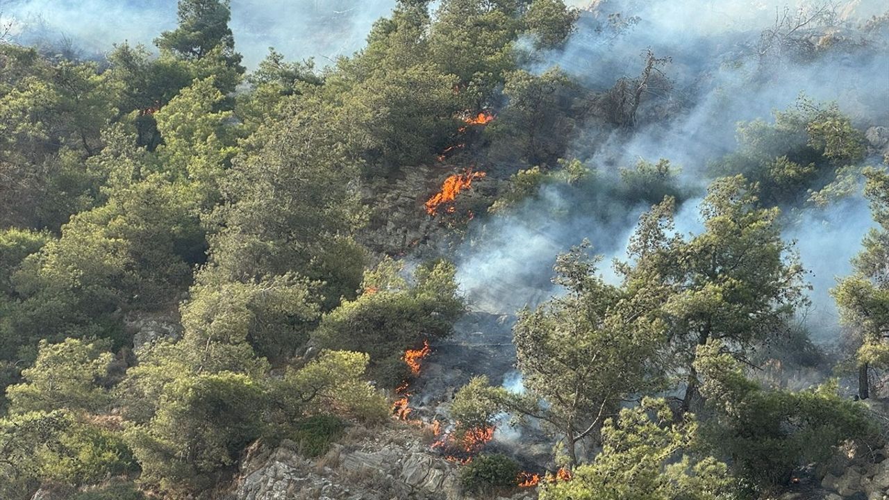 Aydın'ın Söke ilçesindeki orman yangını kontrol altına alındı