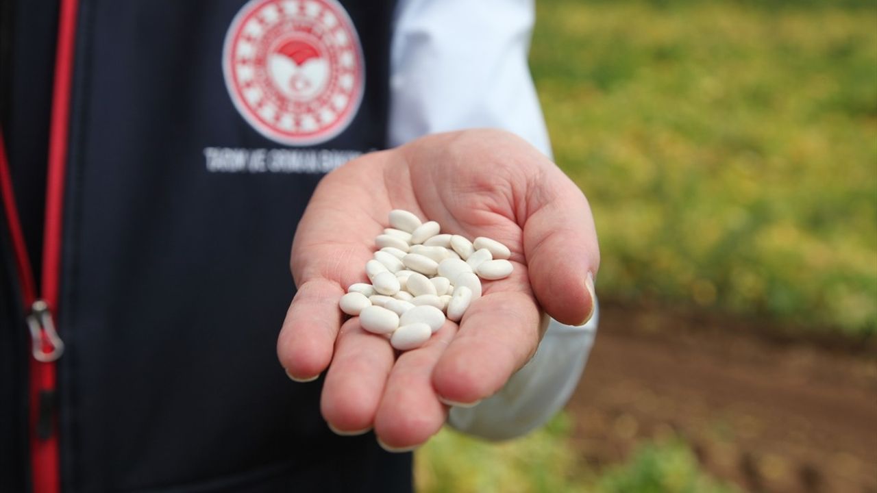 Bitlis'te kuru fasulye hasadı başladı: 110 bin dekarlık alanda çalışmalar sürüyor