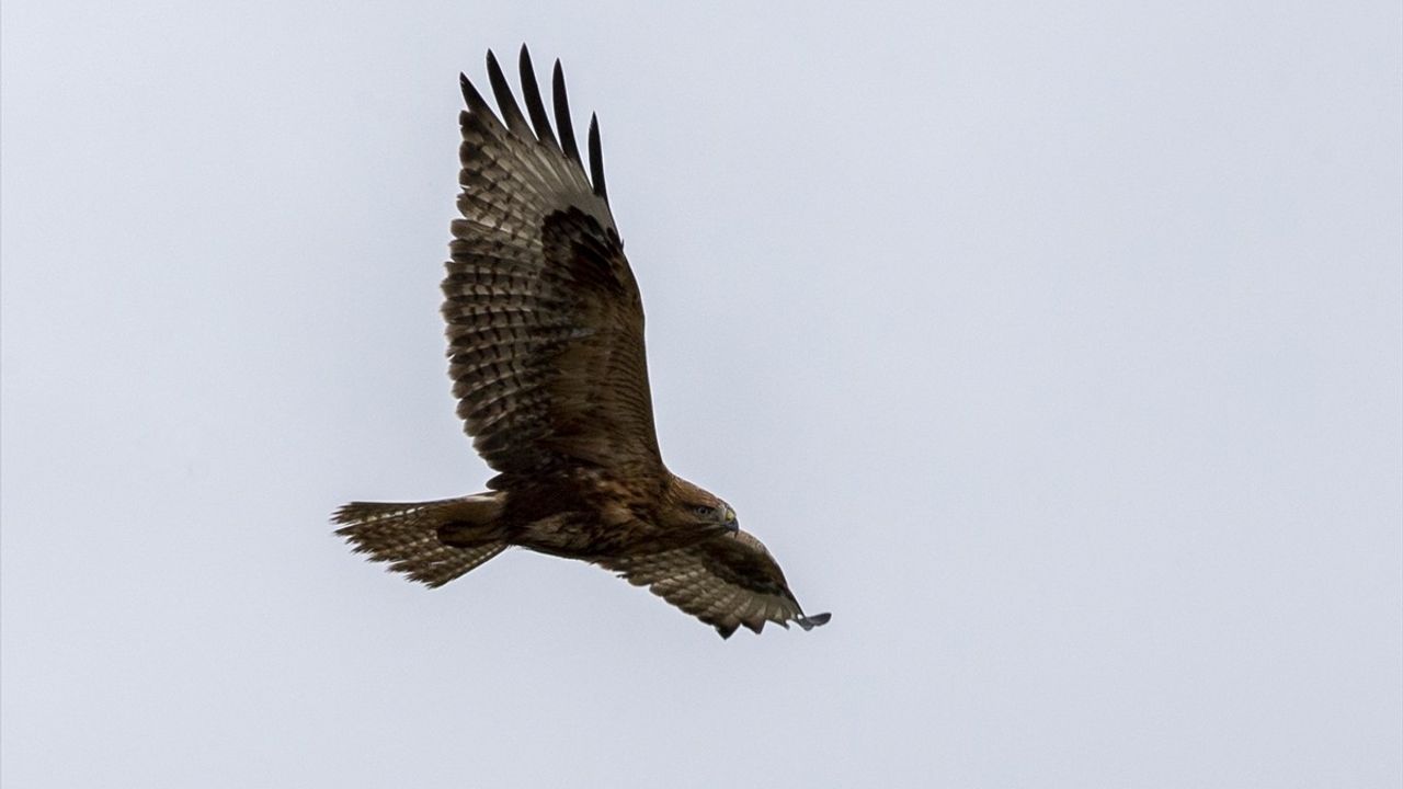 Bolu'da Gölköy Barajı çevresinde rüzgarlı havada avlanan kızıl şahin kamerada