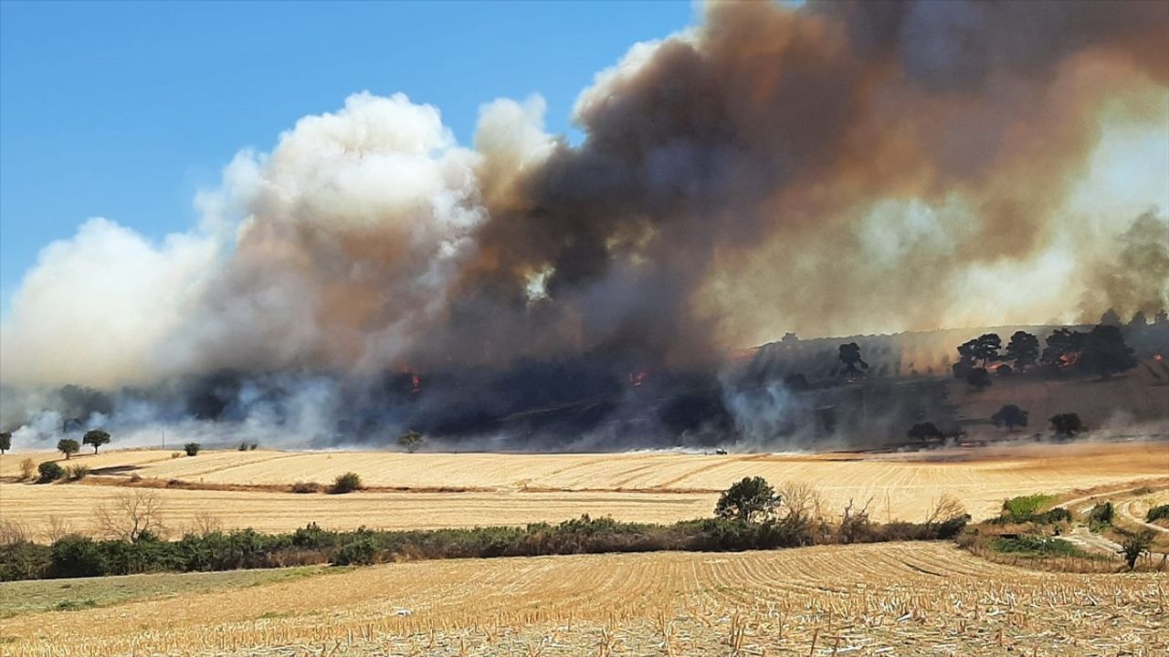 Çanakkale Ezine'de zeytinlikten ormana sıçrayan yangın kontrol altına alındı