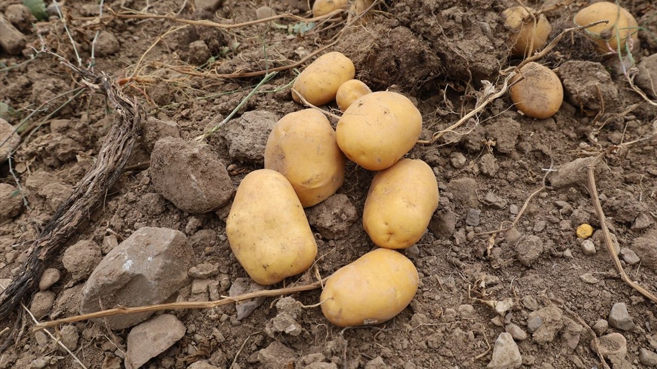 Çankırı Dodurga'da 30 Dekarlık Atıl Arazide Patatesin İlk Hasadı Yapıldı