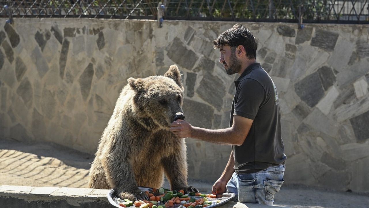Çekmeköy'deki 'Okan' isimli ayının hastane görüntüleri sosyal medyada ve uluslararası medyada konuşuldu