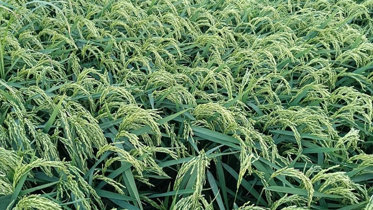 Çeltikte damla sulama: Trakya'da su tasarrufu ve verim artışı