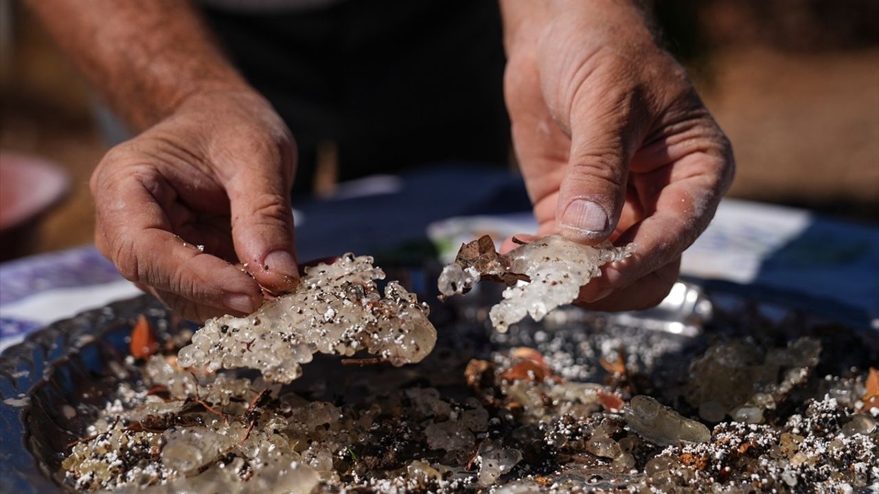 Çeşme'de sakız ağacı sayısı 15 yılda 100 kat arttı: Damla sakızı üretimi canlanıyor