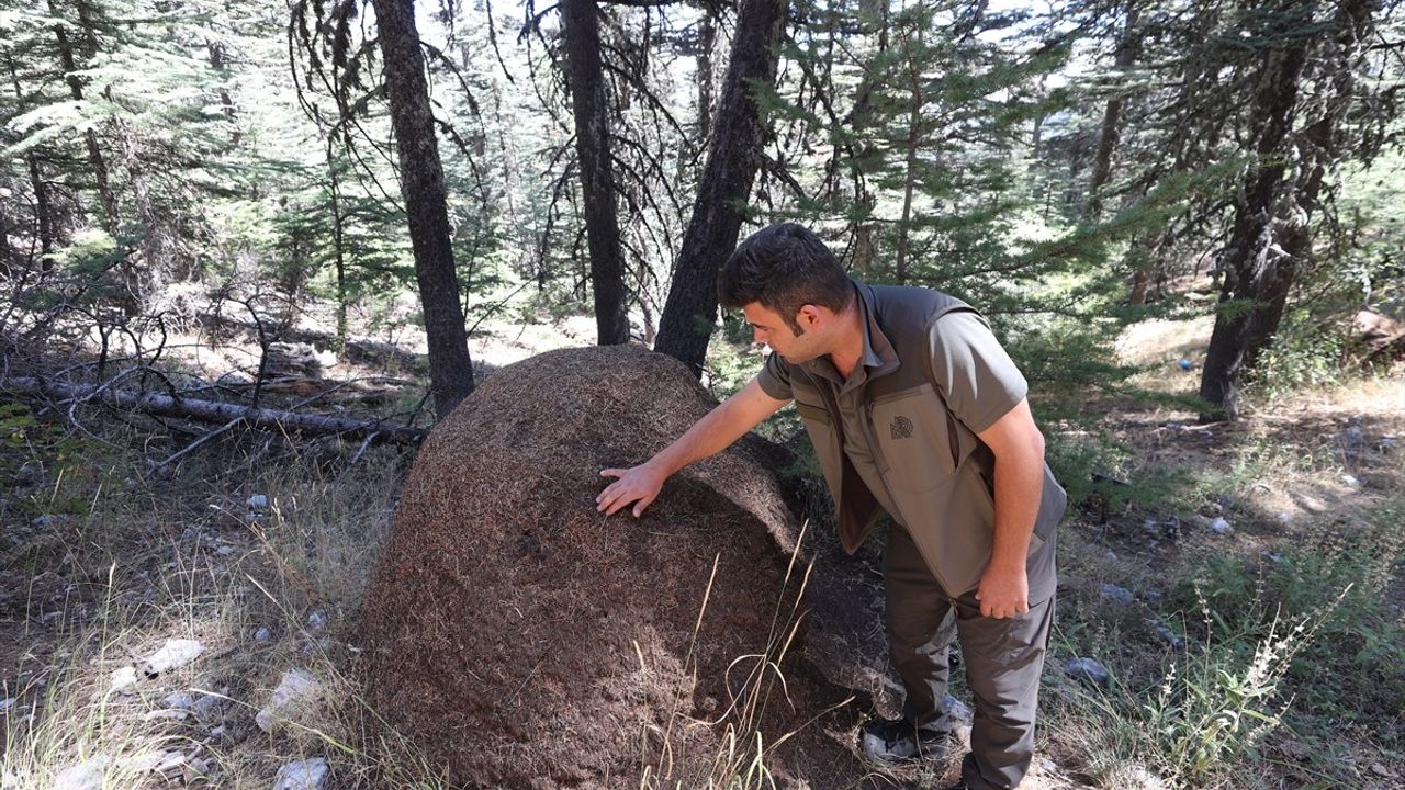 Çığlıkara'nın Asırlık Sedirleri Kırmızı Orman Karıncalarıyla Biyolojik Olarak Korunuyor
