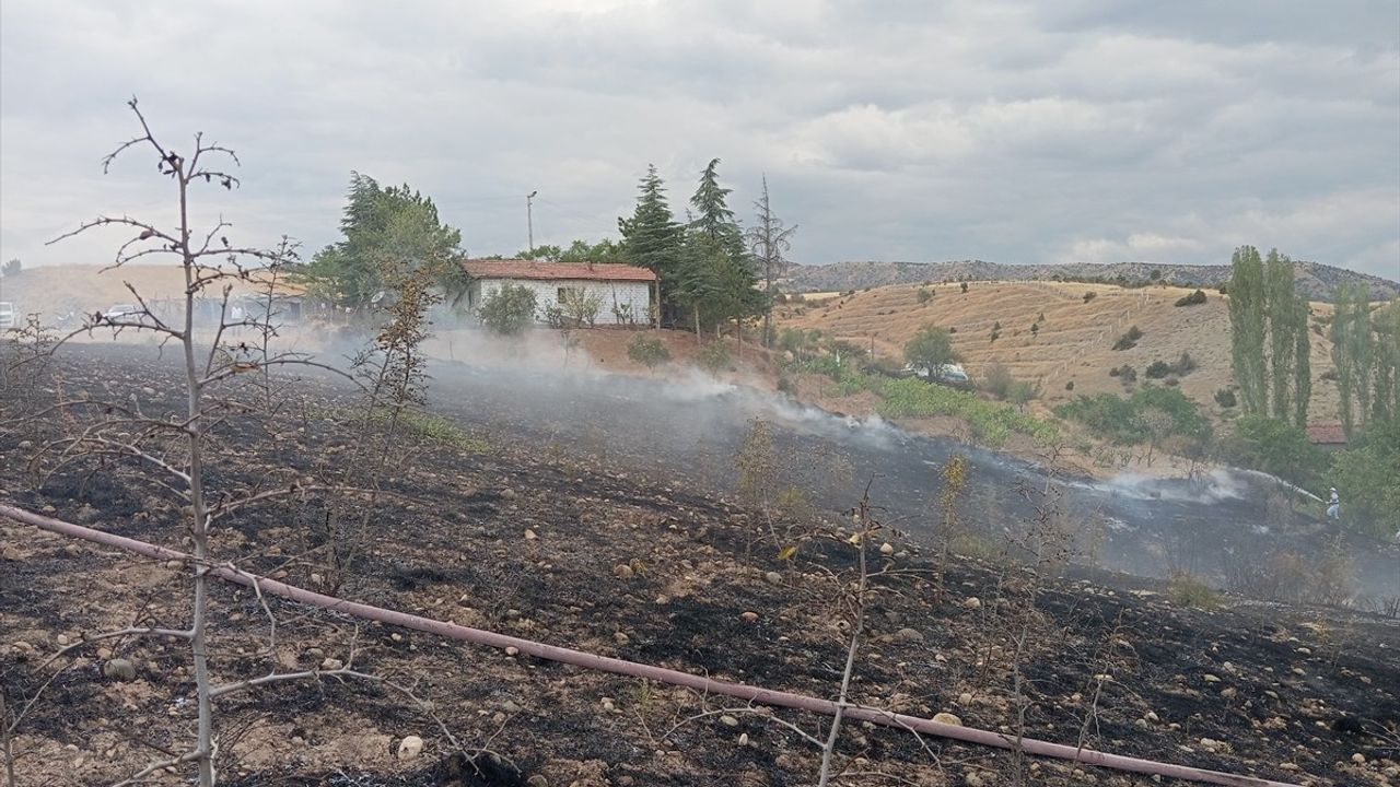 Çorum Dodurga'da çıkan yangında yaklaşık 10 dekar ağaçlık alan zarar gördü