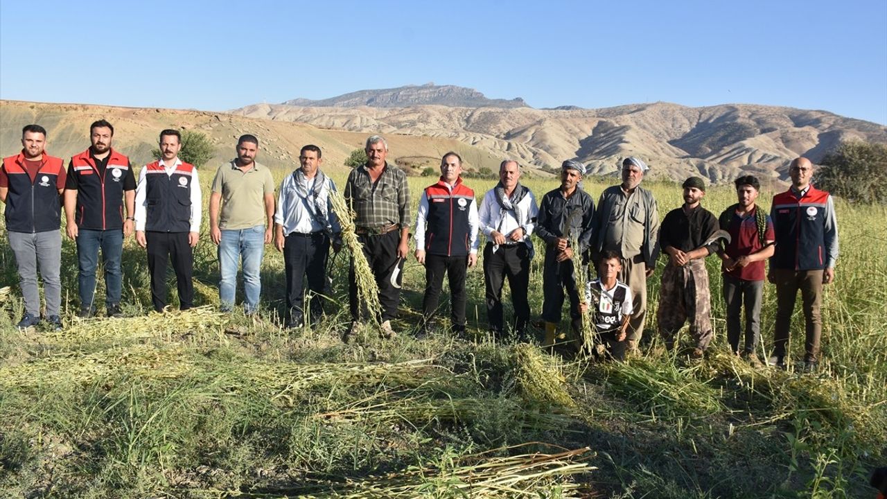 Dergul tahini tesciliyle Şırnak'ta susam ekim alanı 2 bin 500'den 5 bin dekara çıktı