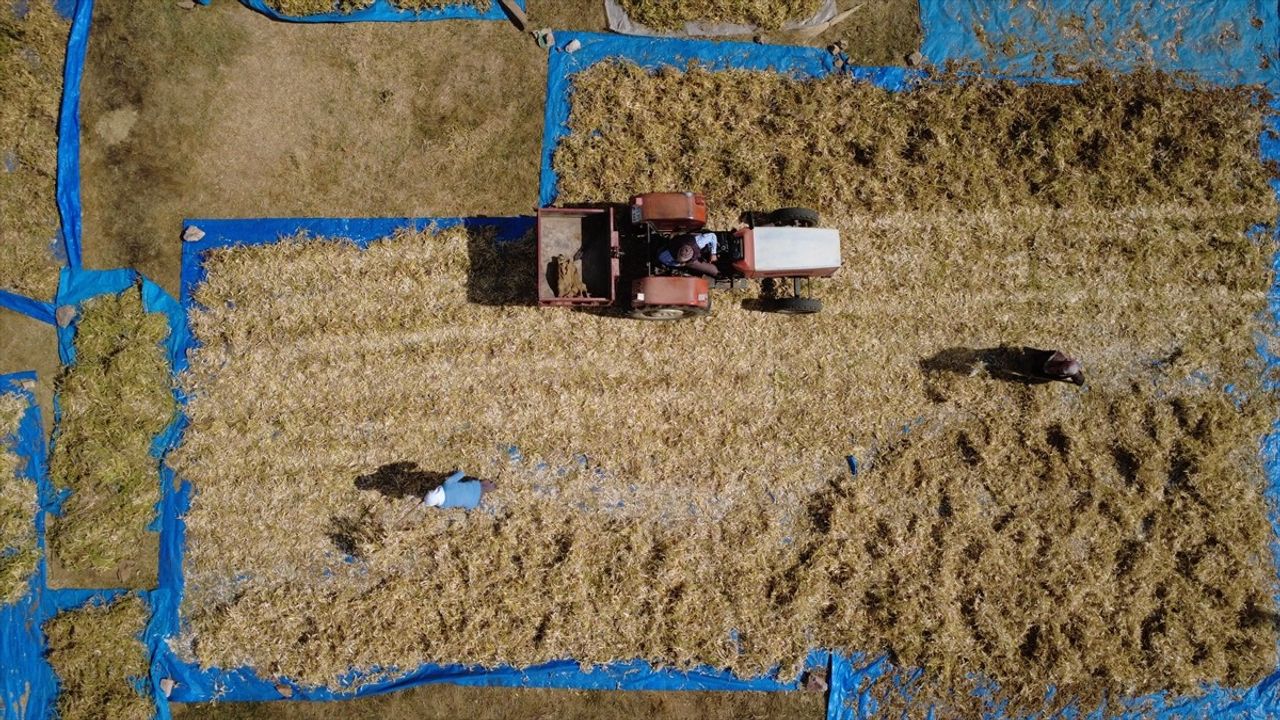 Doğal yöntemlerle yetişen Demirci kuru fasulyesine talep artıyor