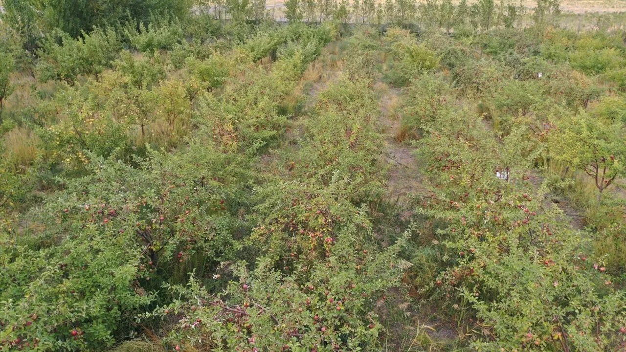 Doğubayazıt'ta Ağrı Dağı manzaralı bahçede elma hasadı başladı
