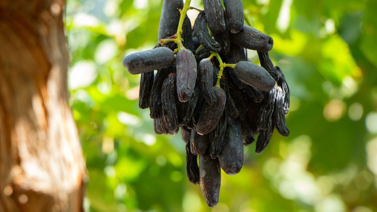Duhok'ta üzüm çeşitliliği ve üreticilerin çok türlü bağcılığı