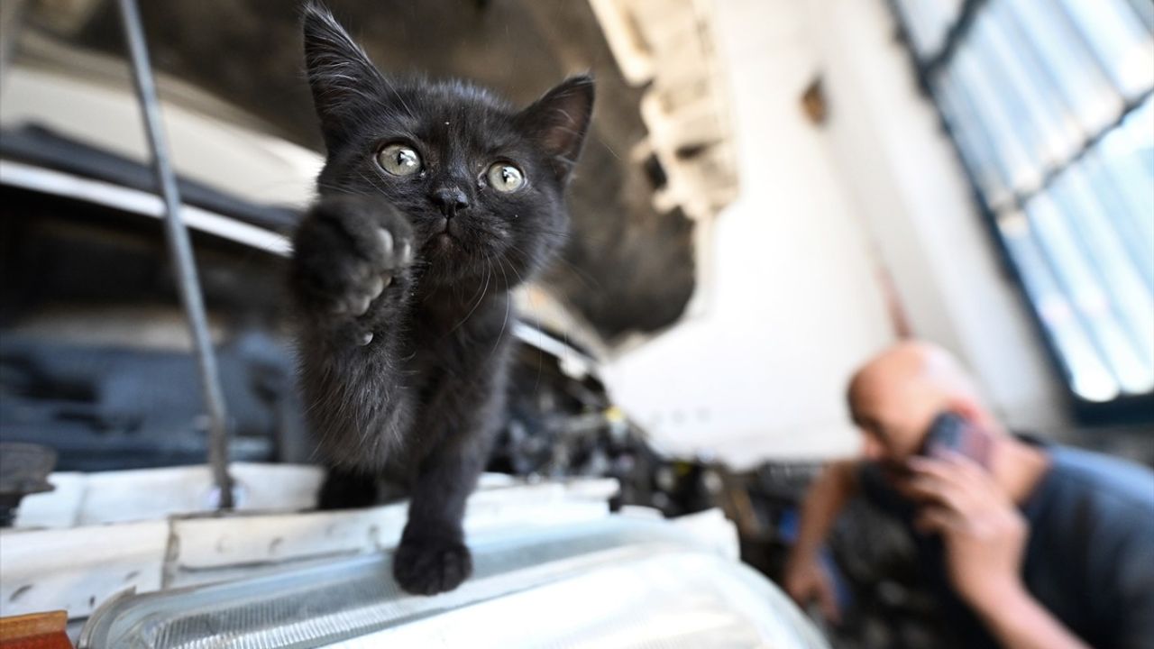 Düzce'de motor bölümünden çıkarılan kedi yavrusu 'Çırak' tamirhanede yeni yuvasını buldu